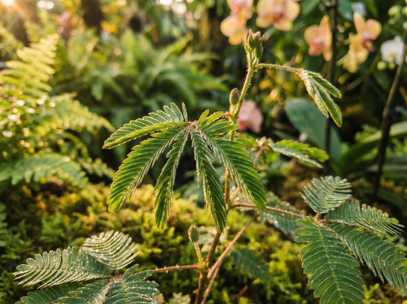 香蕉视频含羞草视频